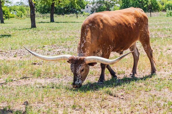 Wilson, Emily M. 아티스트의 Marble Falls-Texas-USA-Longhorn cattle in the Texas Hill Country작품입니다.
